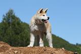 AKITA INU 453